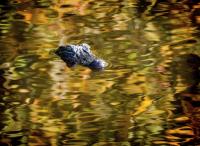 Gator
